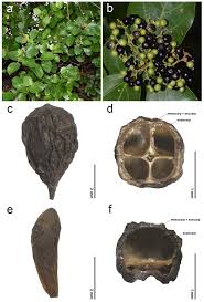 Image result for Premna hans-joachimii