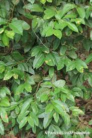 Image result for Syzygium niassense