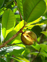 Image result for Pouteria