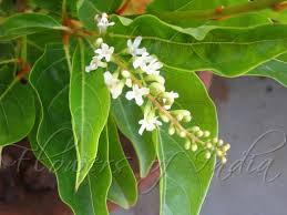 Image result for Citharexylum