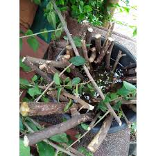 We did not find results for: Stek Paket 20 Batang Bougenville Warna Orange Ungu Merah Fanta Pink Putih Shopee Indonesia