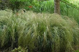 Most ornamental grasses are classified as perennials and live on for however, grow them in pots and keep them indoors during winter; Five Great Grasses For Containers Richard Jackson Garden