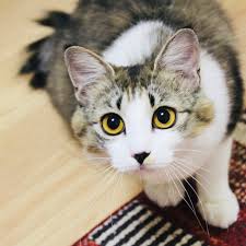 ふわふわ中毛の美形猫さん！」大阪府 - 猫の里親募集(317977) 1枚目の画像 :: ペットのおうち【里親決定29万頭！】