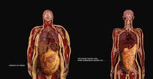 Visceral Fat Photograph By Anatomical Travelogue