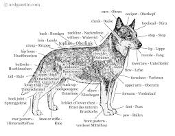 Free printable rottweiler coloring page available for download. K9 Dog Printable Coloring Pages