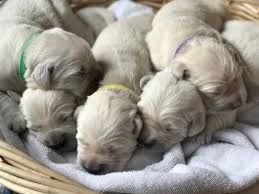 Please contact the breeders below to find golden retriever puppies for sale in massachusetts Texas Cream Golden Retrievers Home Facebook