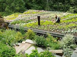 Creer Une Toiture Vegetalisee Avec Du Sedum Mode D Emploi Toiture Vegetalisee Toiture Vegetalise Toiture