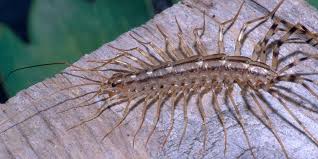 Why You Should Never Kill A House Centipede What Do House Centipedes Look Like