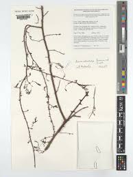 Image result for Acacia adenocalyx