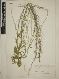 Image result for Erucastrum arabicum