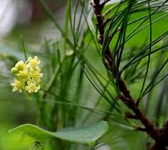 Image result for Smilacaceae