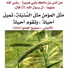 Pin By الدعوة السلفية On احاديث صحيحة Herbs Dill Food