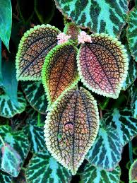 Image result for Pilea bambuseti