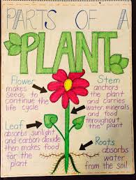 Parts Of A Plant Anchor Chart Anchor Charts Parts Of A