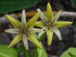 Image result for Afrocanthium pseudorandii