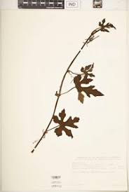 Image result for Lagenaria abyssinica