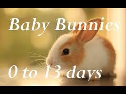 baby bunny life cycle 0 13 days