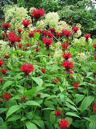 Pin On Gardening Flowers Plants