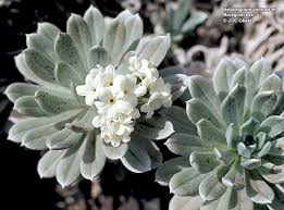 Image result for Heliotropium giessii