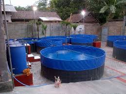 The Price Of Ornamental Fish Farming Pond Fishfarmtank Com Fish Farming Fish Farming Ponds Farming Business