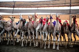 There are always more to make, raheem said. Camel Racing Blends Centuries Old Traditions And Modern Technology The New York Times