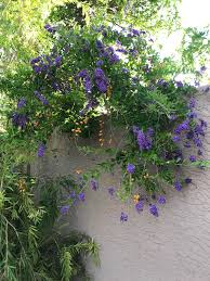 (purple flowers with velvety leaves). Plant Identification Help Neighbors Plant Beautiful Purple Flowers With Orange Colored Fruit Like Things Thank You Gardening