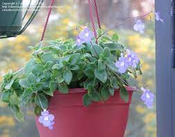 Plants with purple leaves are a boon in summer when their dramatically dark foliage works hard to provide a striking contrast with bright flowers. Plant Identification Closed Vine With Fuzzy Leaves Purple Violet Like Flowers 1 By Plantladylin