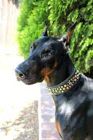 sosyal egitimli kopek doberman dogs animals
