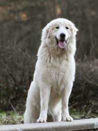 Le berger des pyrénées est, à l'origine, un chien plutôt campagnard. Berger Des Pyrenees Caractere Sante Alimentation Prix Et Entretien