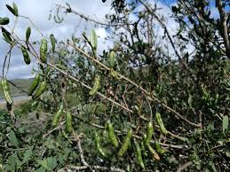 Image result for Cadaba natalensis