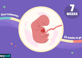 I am around 5 weeks pregnant. 7 Weeks Pregnant Baby Development Symptoms And More