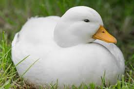 I'm duck im a double amputee rescue. Call Duck Breed Everything You Need To Know