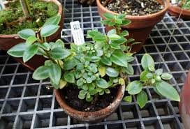 Image result for Peperomia bangroana