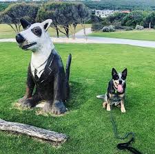 We did not find results for: Time To Train Your Pup Here S Some Dog Training Clubs Around Perth