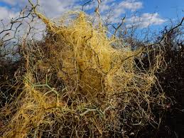 Image result for Cuscuta approximata