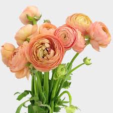 Flower delivery — denver, denver county, colorado, united states, found 58 companies. Peach Ranunculus Flower Wholesale Blooms By The Box