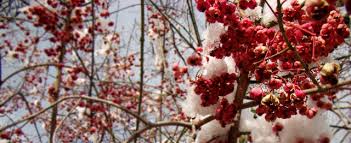Elegant watercolor winter flowers in a christmas corner png. Pink Winter Tree Sky Ice Snow White Blossom Japan Flowers Trees Branches Outdoor Berries Stock Photo C404cc33 E772 4a13 9800 83ad8d224b9c