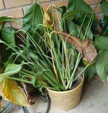 Root rot can be caused by a variety of different fungi, and it can affect trees, shrubs, and plants. Pin On Garden