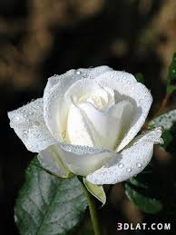 ورد جوري ابيض واحمر طبيعي ronald vo