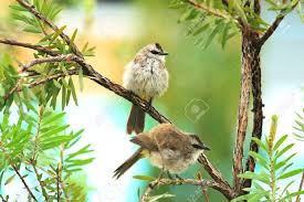Start studying y4 burung pipit dengan semut. Burung Korok Stock Photo Picture And Royalty Free Image Image 74178292