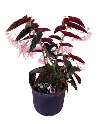How to grow tips at houseplant411.com. Buy Begonia Angel Wing Pink With Red Leaf Angel Wing Begonia Free Shipping Over 100