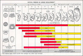 embryo chart growth human fetal development chart