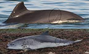 April 23, 1889 (67) immediate family: Oosterschelde Bruinvis L039r033 Dood Gevonden Stichting Rugvin