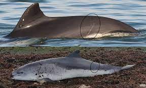 Bruinvis is de 1e nederlandse onderzeeboot die de naam bruinvis draagt. Oosterschelde Bruinvis L039r033 Dood Gevonden Stichting Rugvin