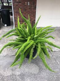 Feathery and soft, this variety of asparagus native to south africa creates great visual interest when massed; My Mom S Foxtail Fern Plants