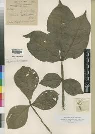 Image result for Ekebergia benguelensis