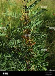 Image result for Indigofera cryptantha