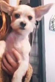 Lost 10-year-old Yorkie/Poo in Ozawkie, Kansas