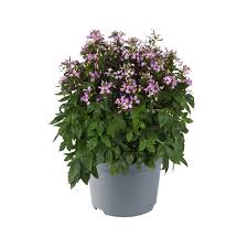 Image result for Cleome spinosa