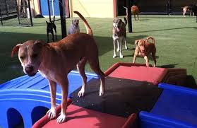 Get directions, reviews and information for all american pet resorts in fort myers, fl. Dog Daycare Naples Bonita Springs Fl Aapr Fort Myers
